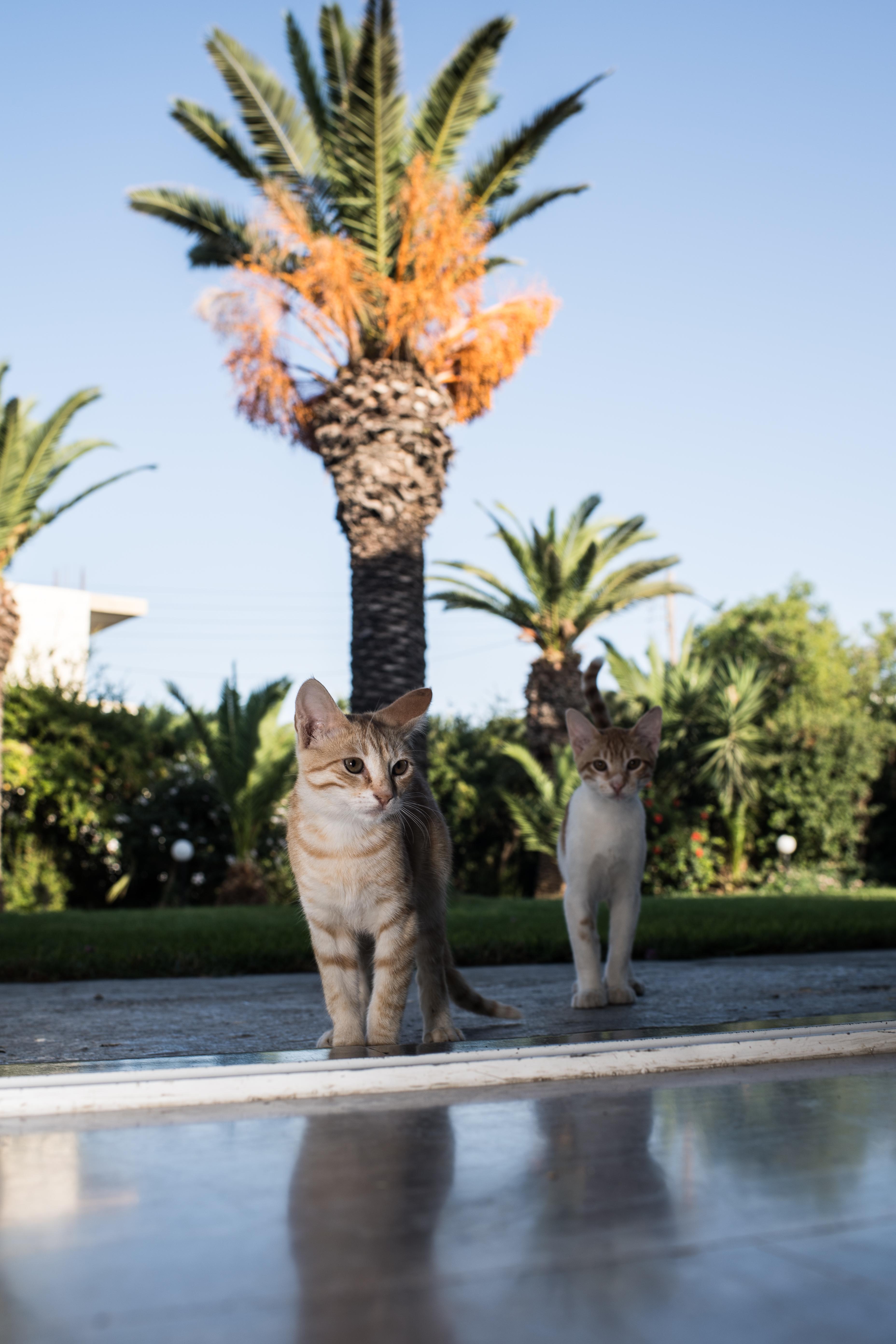Gorgona Hotel Amoudara Lasithiou エクステリア 写真