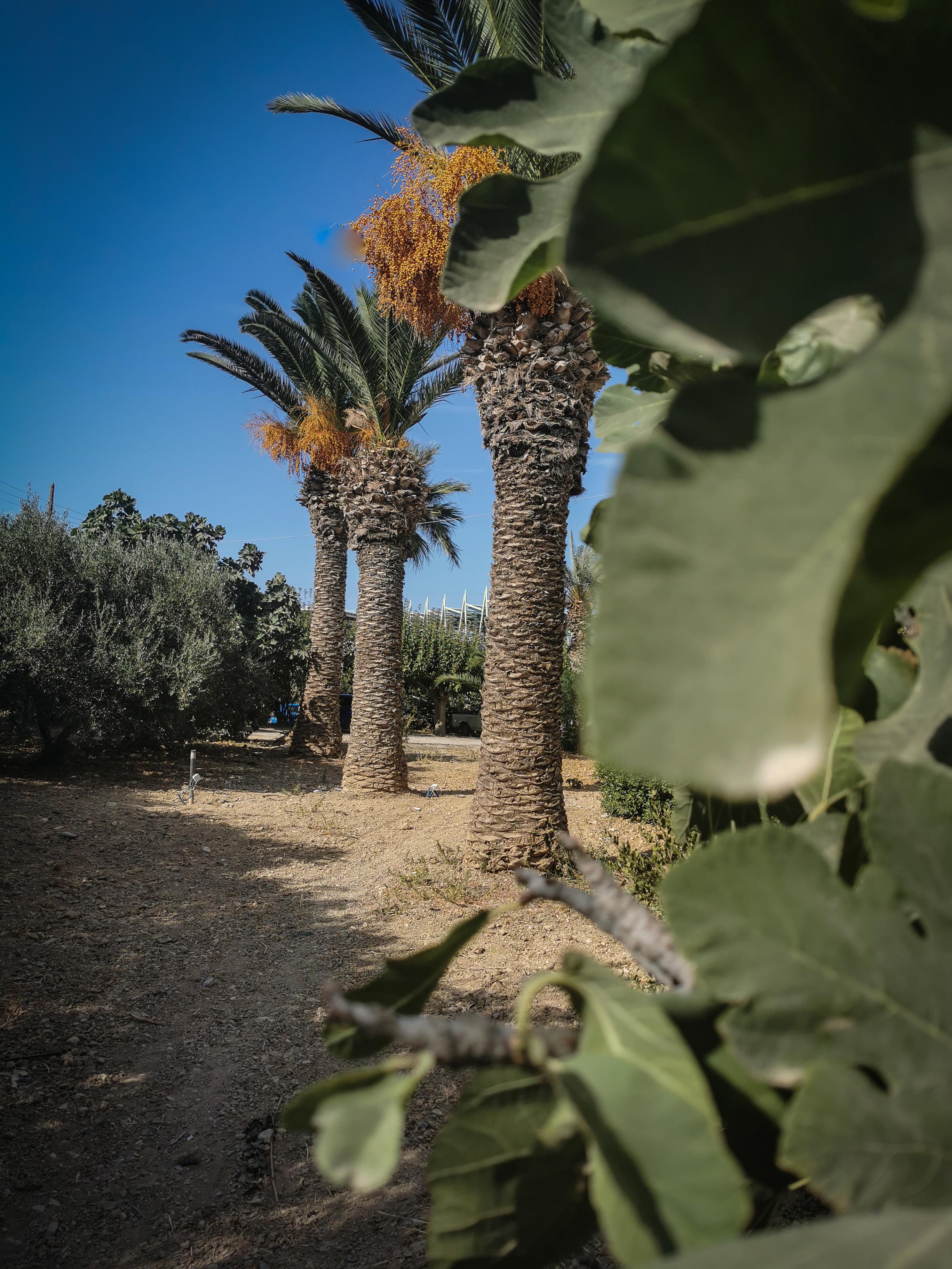 Gorgona Hotel Amoudara Lasithiou エクステリア 写真